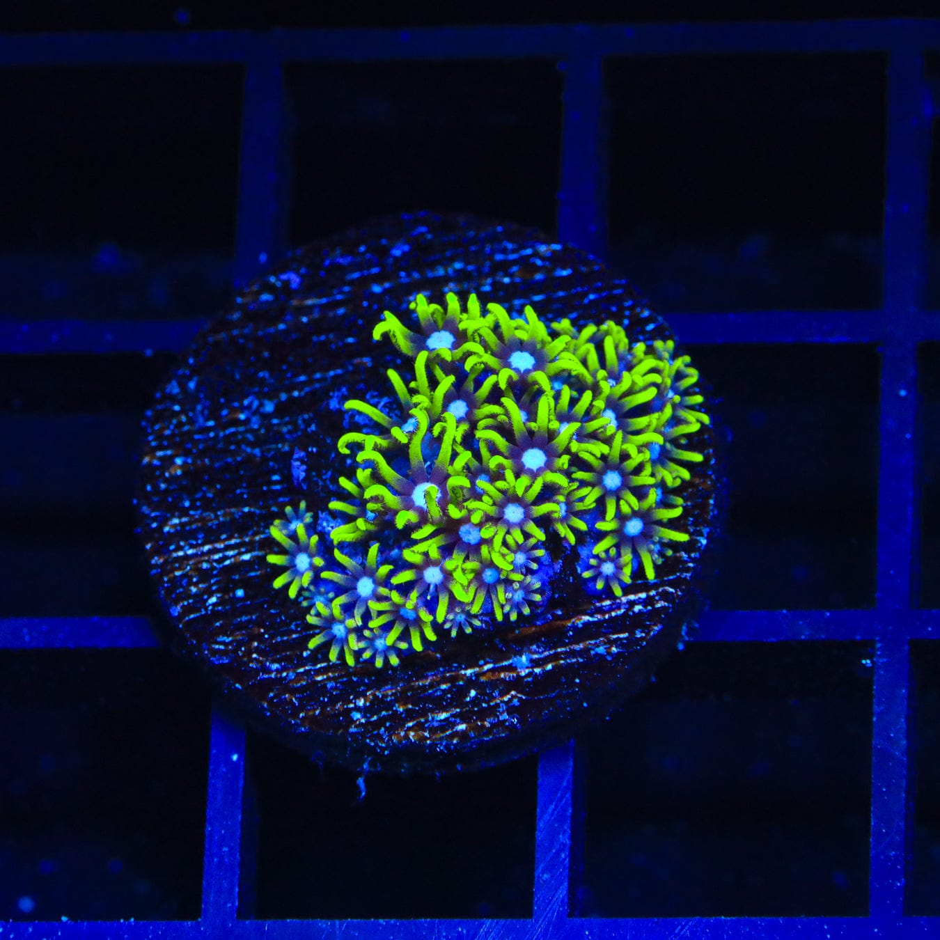 Blue Eye Star Polyps Coral - Vibrant Saltwater Aquarium Coral for Reef Tanks | Perfect for Beginners & Marine Enthusiasts | Enhances Underwater Scenery & Biodiversity