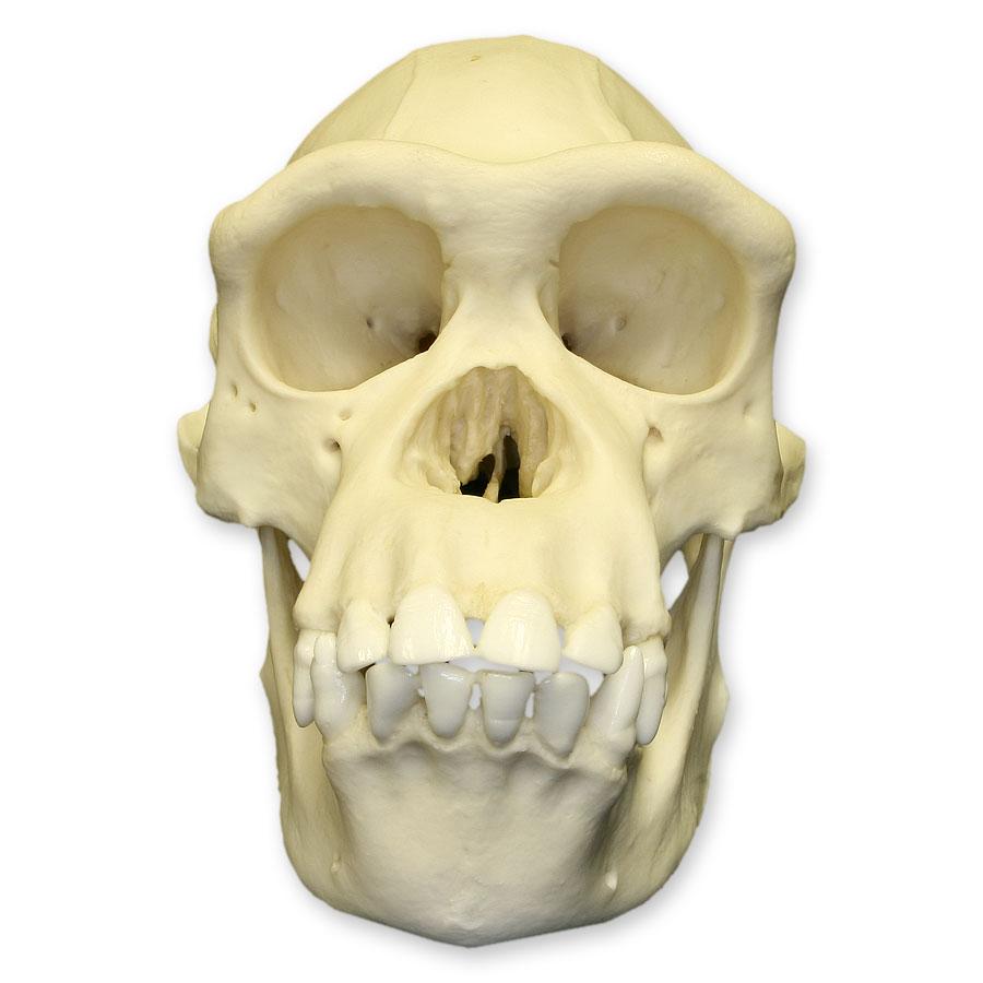 Authentic Replica Chimpanzee Skull - Female Specimen for Science Education & Home Decor | Perfect for Biology Classrooms, Museum Displays & Gothic Home Decor