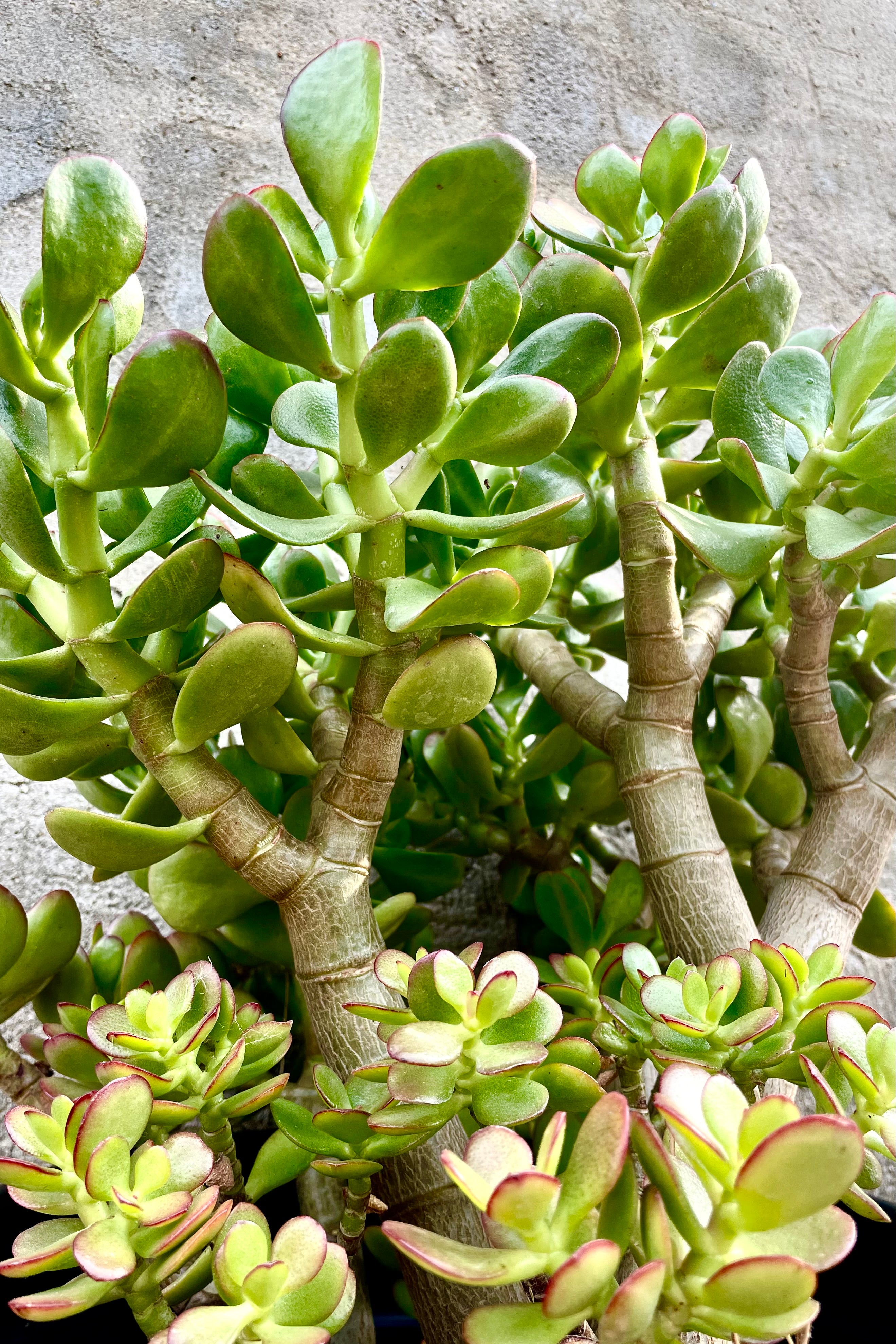 Crassula Ovata 