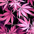 Pink Weed