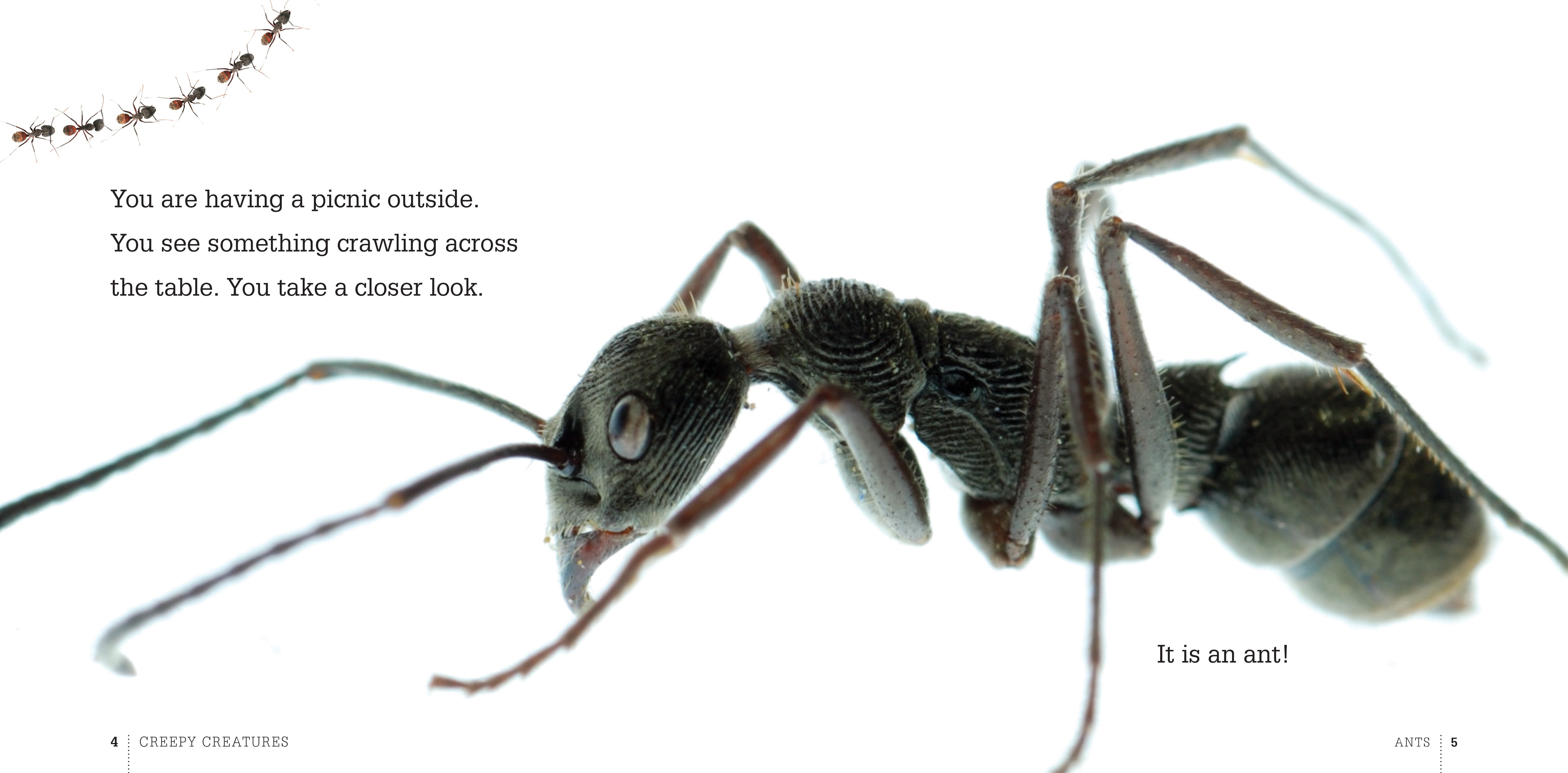 Ants: The Ultimate Guide to Species and Behavior - 9781608182305 | Perfect for Nature Enthusiasts & Science Research