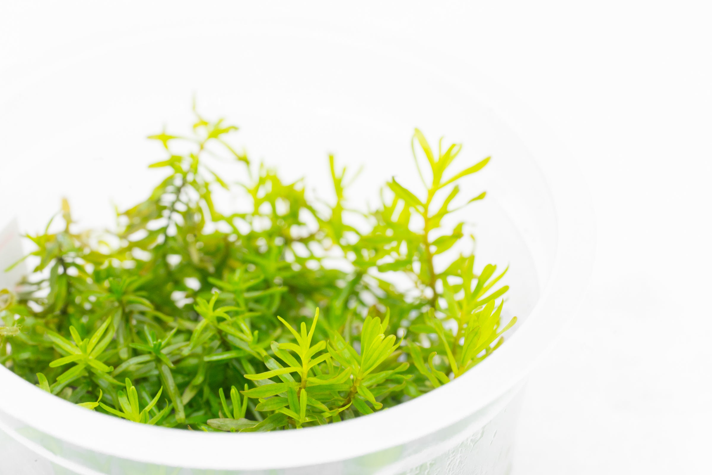 Didiplis Diandra Aquatic Plant for Freshwater Aquariums - Perfect for Fish Tanks, Aquascaping & Planted Aquariums