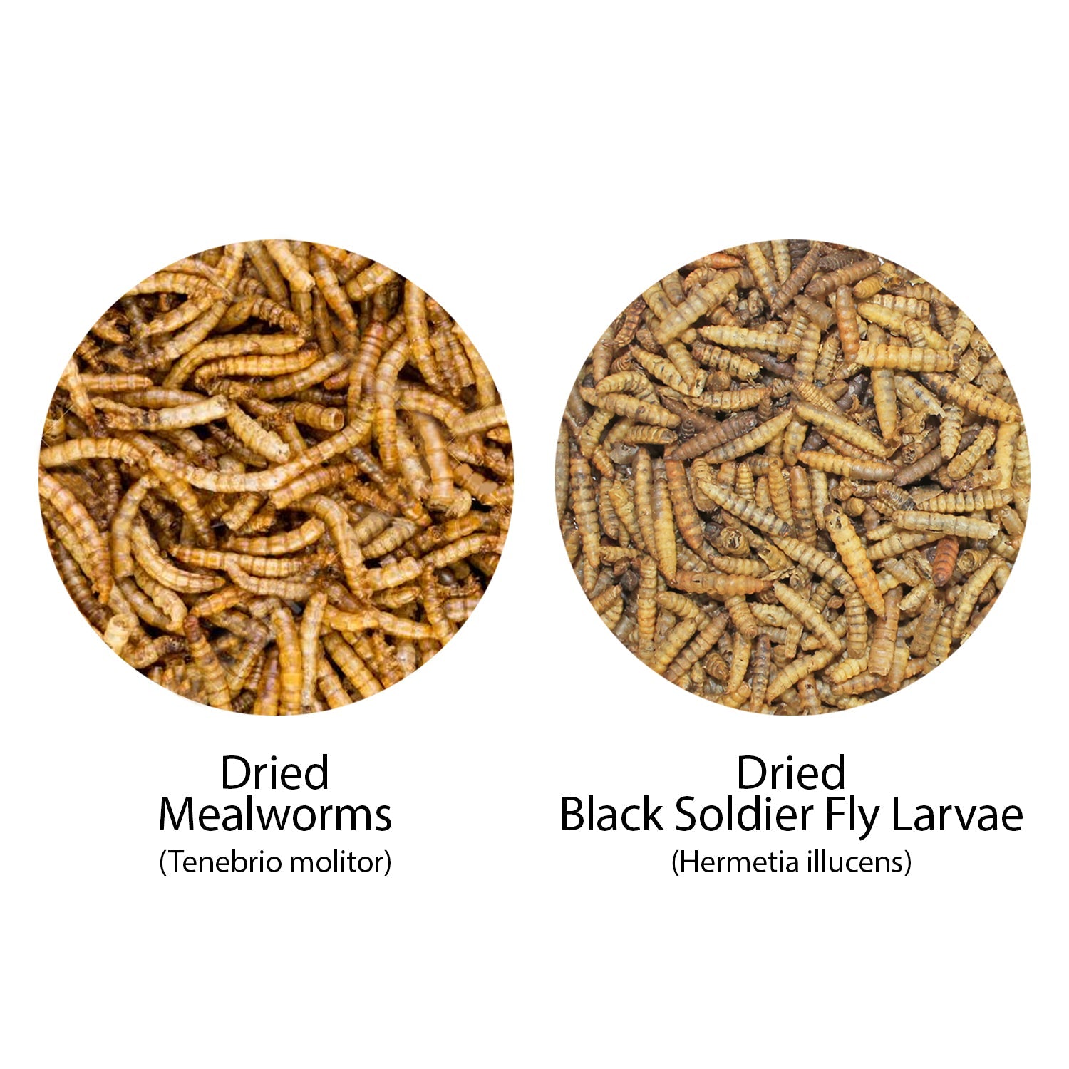 Premium Worm Value Pack - 11 lb. Dried Mealworms & 5 lb. Grub Worms for Reptiles, Birds, and Fishing Bait | High-Protein Pet Food & Wild Bird Treats