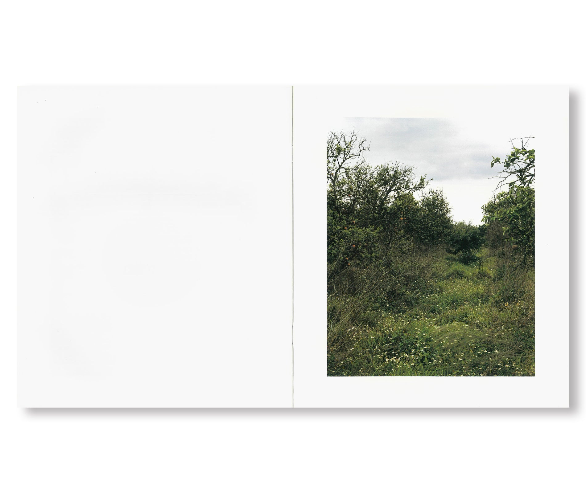 ORANGE GROVE by Roe Ethridge [SIGNED] - Limited Edition Fine Art Photography Book for Collectors - Perfect for Home Decor, Art Galleries & Photography Enthusiasts