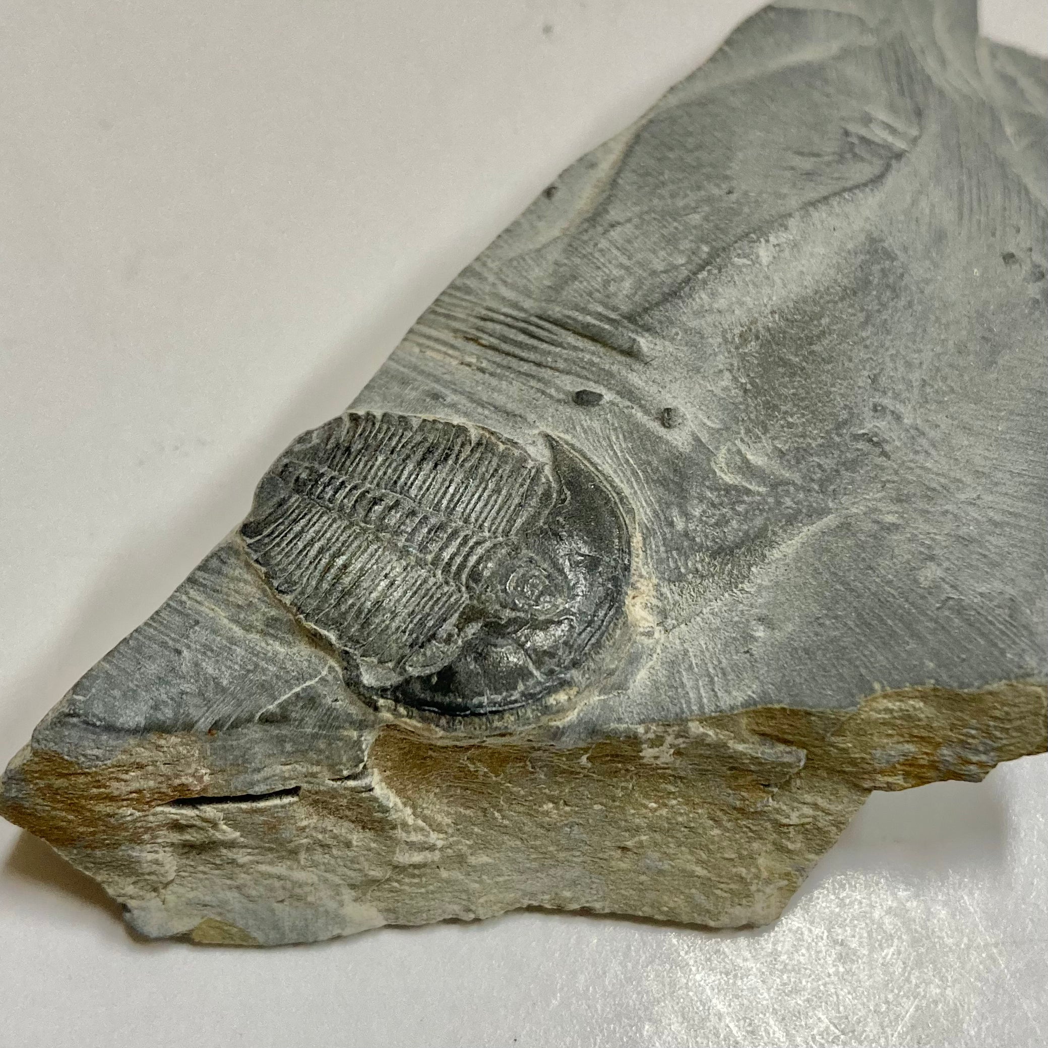 Elrathia Kingii Trilobite Fossil - Authentic Prehistoric Specimen for Collectors & Science Enthusiasts | Perfect for Home Decor, Education & Paleontology Displays