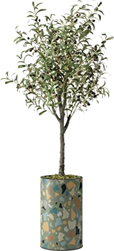 Olive Tree-021403