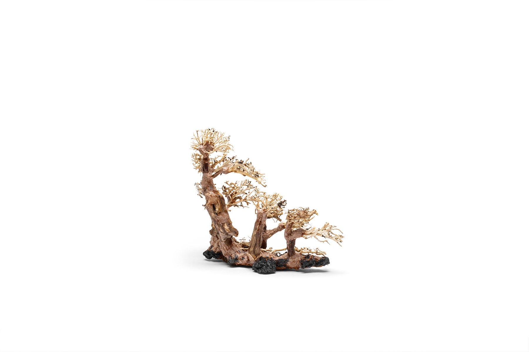 Premium Uns Bonsai 008 - Miniature Japanese Bonsai Tree for Home & Office Decor | Perfect Gift for Plant Lovers & Zen Garden Enthusiasts