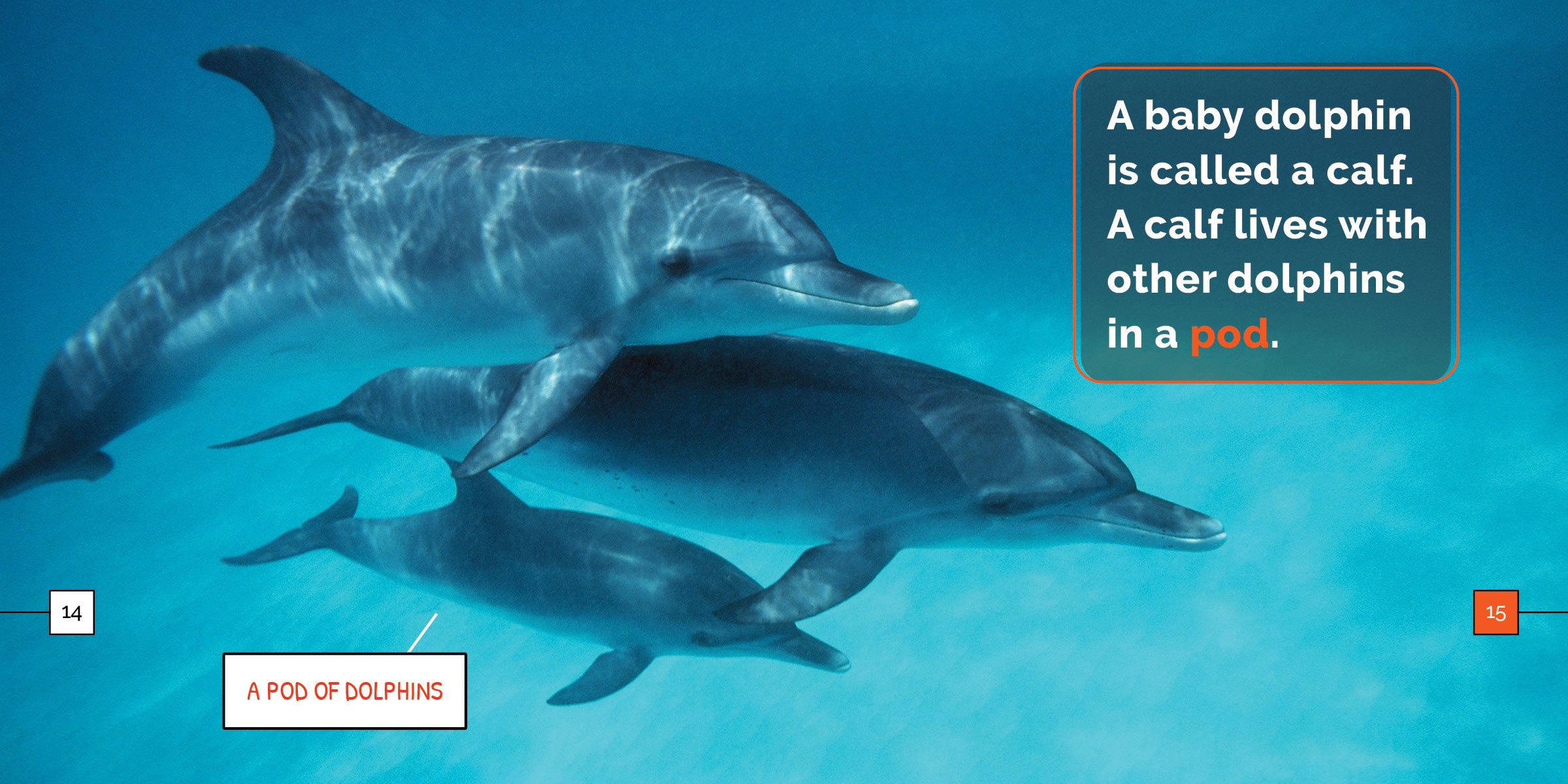 Dolphins Book 9781640268395 - Learn About Marine Life, Perfect for Kids & Ocean Enthusiasts | Great for School Projects & Educational Gifts