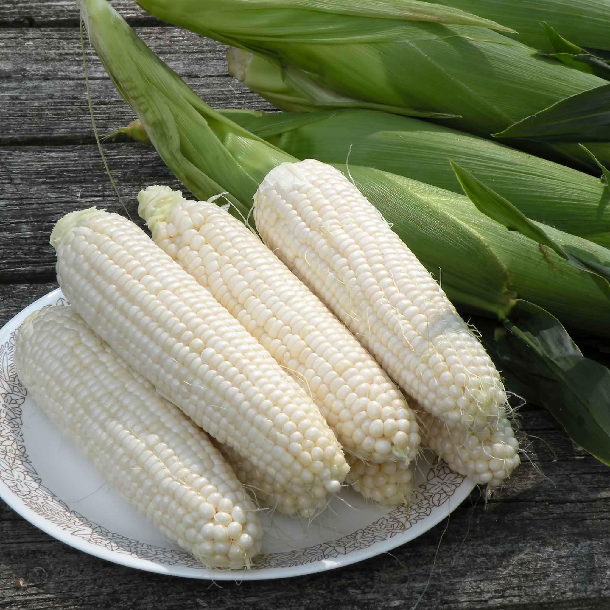Eden Brothers Silver Queen Corn Seeds for Planting - Non-GMO, Heirloom Sweet Corn Seeds for Home Garden, Farm & Backyard Planting