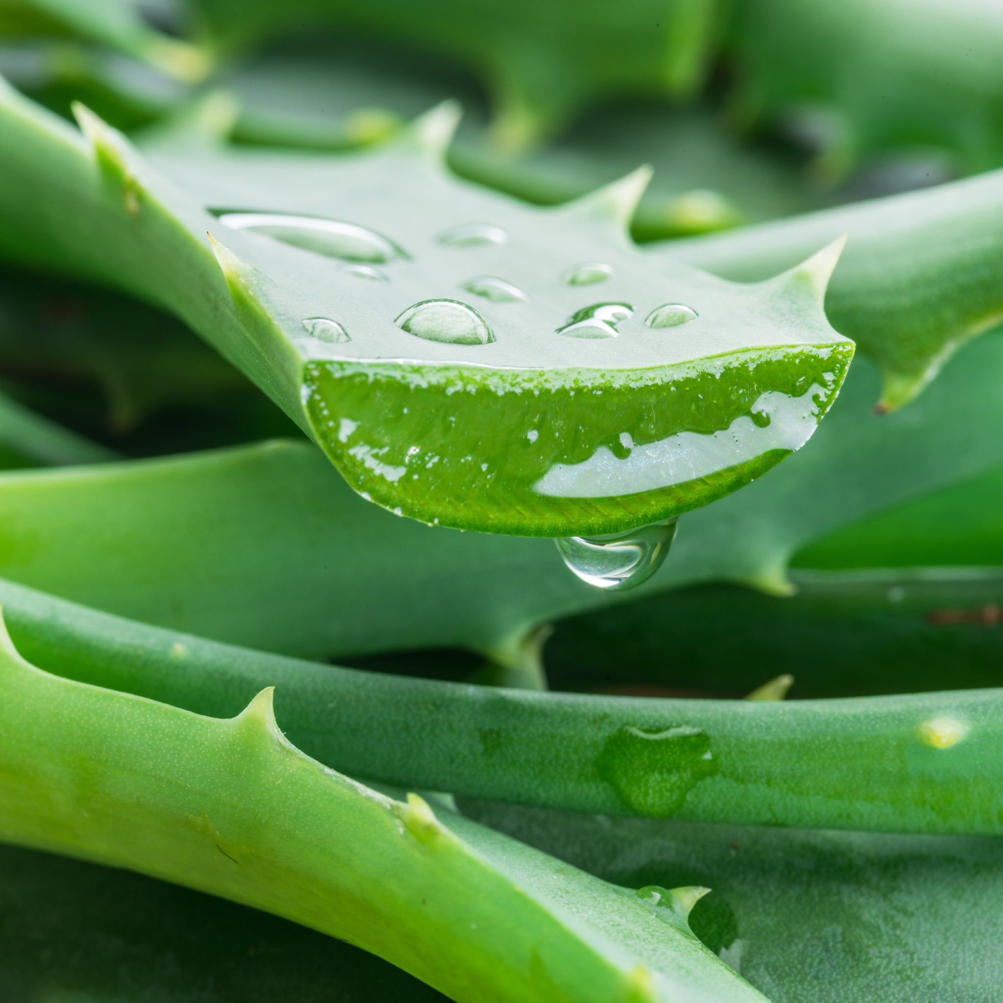 Organic Aloe Vera Hand Cream for Dry Skin - Moisturizing & Healing - Perfect for Winter Care, Cracked Hands & Cuticle Repair