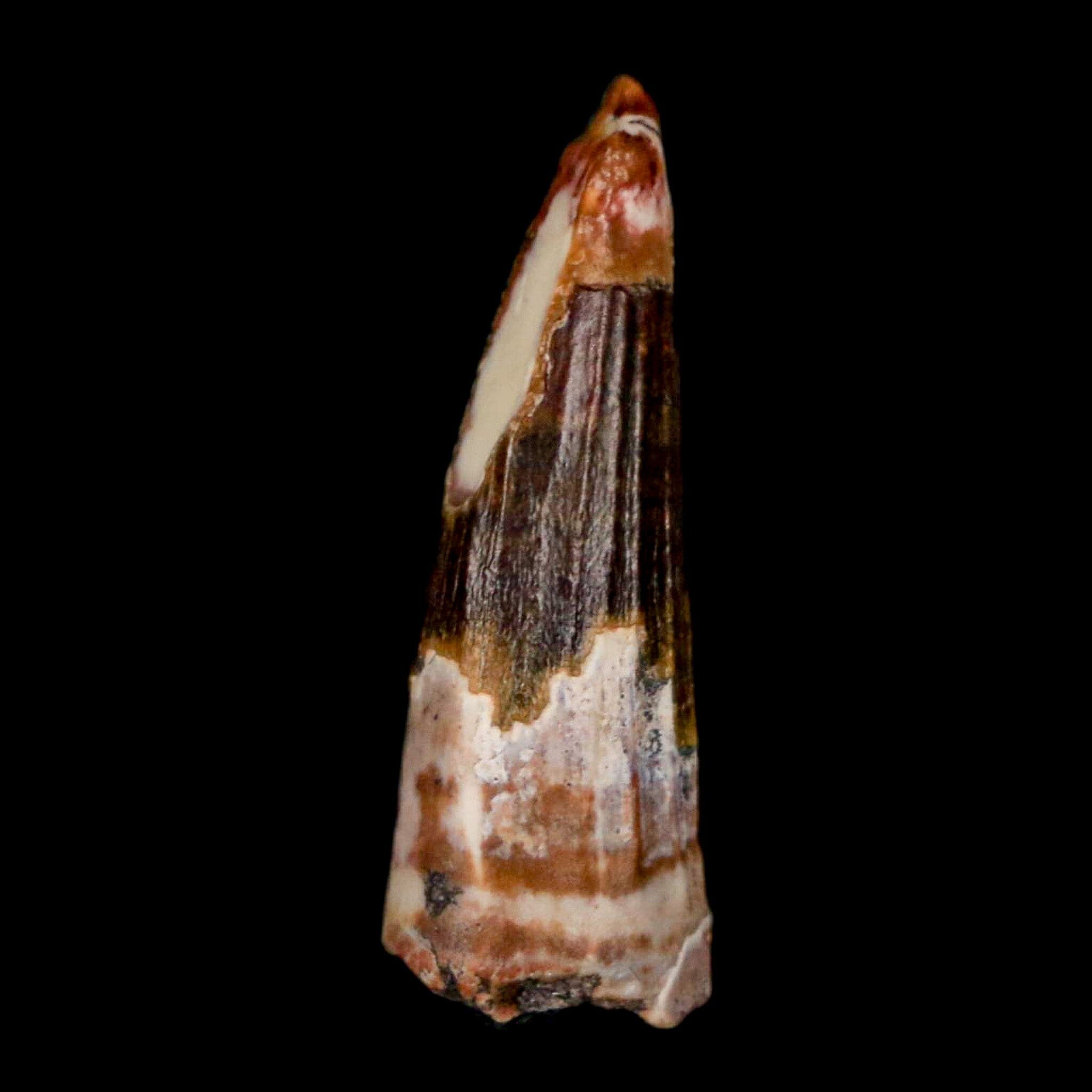 Authentic Suchomimus Fossil Tooth - Cretaceous Spinosaurid Dinosaur Specimen from Niger with COA | Perfect for Paleontology Collections, Educational Displays & Dinosaur Enthusiasts