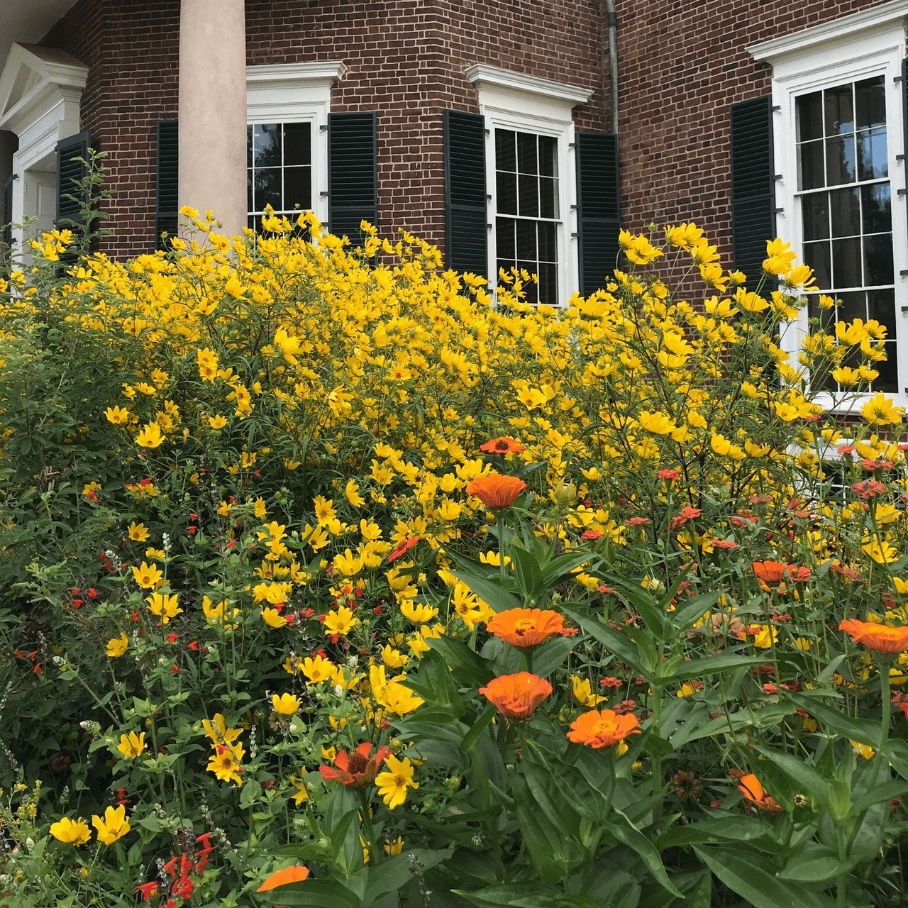 Tickseed Sunflower Seeds (Bidens aristosa) - Premium Wildflower Seeds for Pollinator Gardens, Landscaping & Natural Areas - Attracts Bees & Butterflies