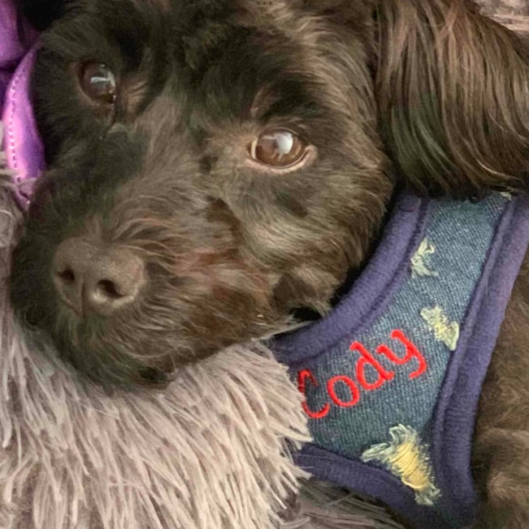 Custom Embroidered Dog Harness - Adjustable Soft Padded Denim Pet Vest for Small to Large Dogs | No-Pull Design | Made in USA (X-Small) | Perfect for Walks, Training & Outdoor Adventures