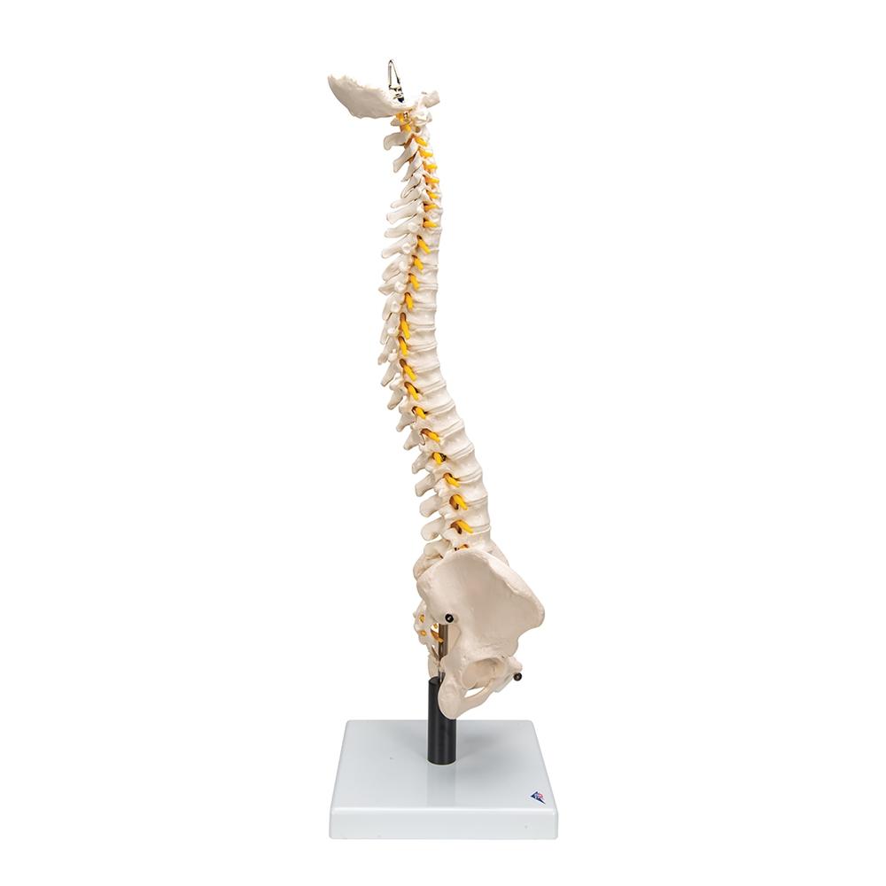 Flexible Spine Model with Soft Intervertebral Discs - Human Anatomy Educational Tool for Medical Students & Chiropractors