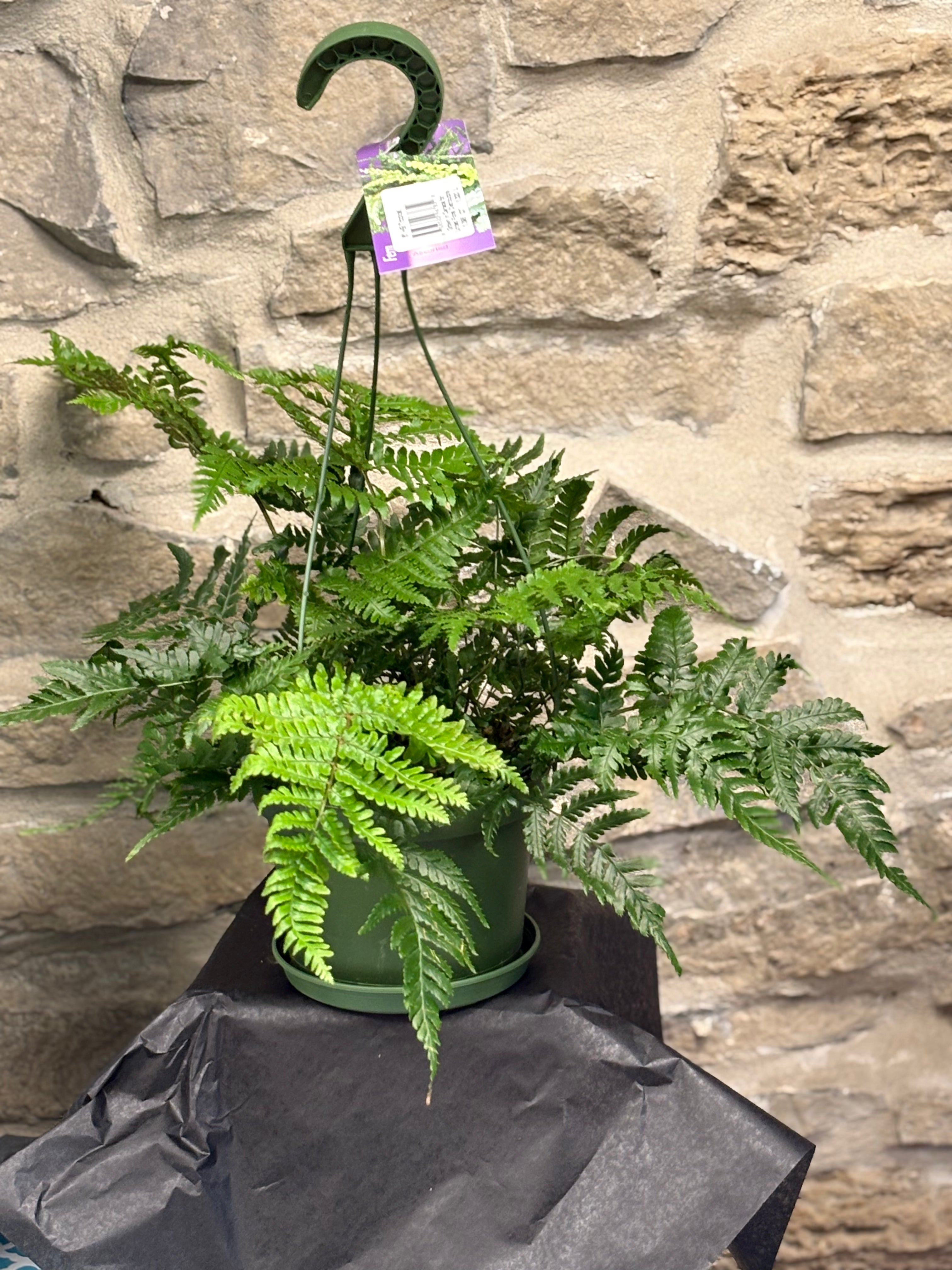 Kangaroo Paw Fern Plant - 6 Inch Hanging Basket Indoor Outdoor Houseplant for Home Decor, Patio & Garden