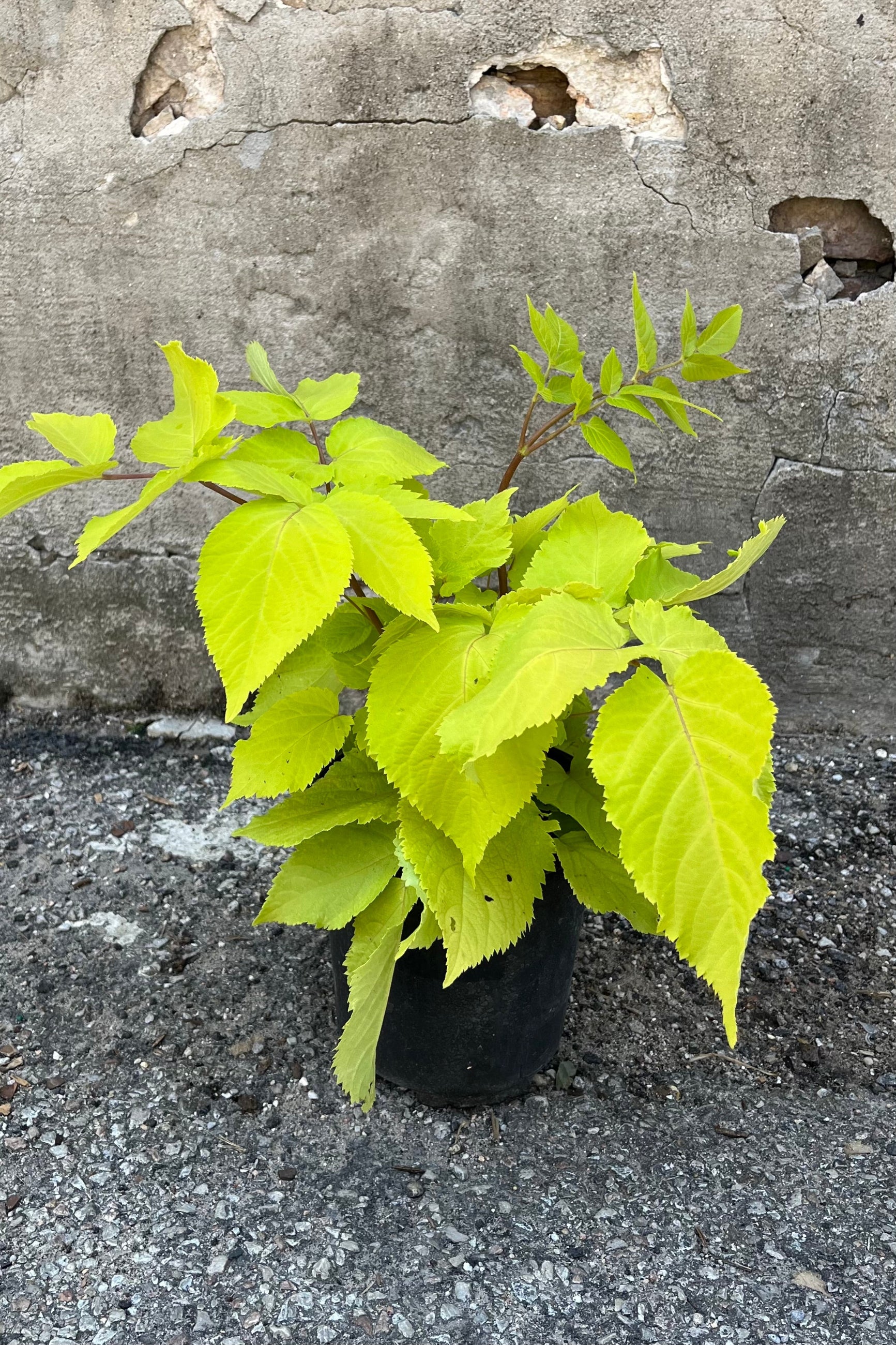Buy Aralia cordata 'Sun King' #1 - Golden Japanese Spikenard Plant for Shade Gardens & Landscaping | Perfect for Borders, Containers & Woodland Settings