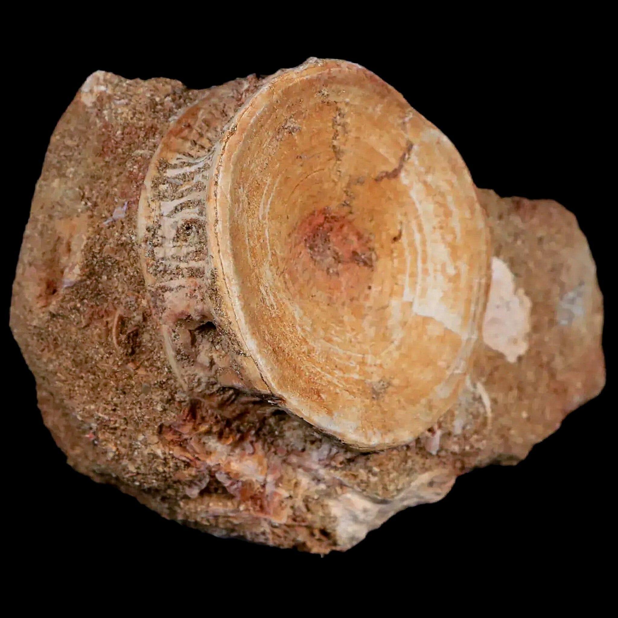 44MM Otodus Obliquus Shark Vertebrae Fossil - Authentic Prehistoric Shark Bone in Matrix from Morocco with COA - Perfect for Fossil Collectors, Paleontology Displays & Unique Home Decor