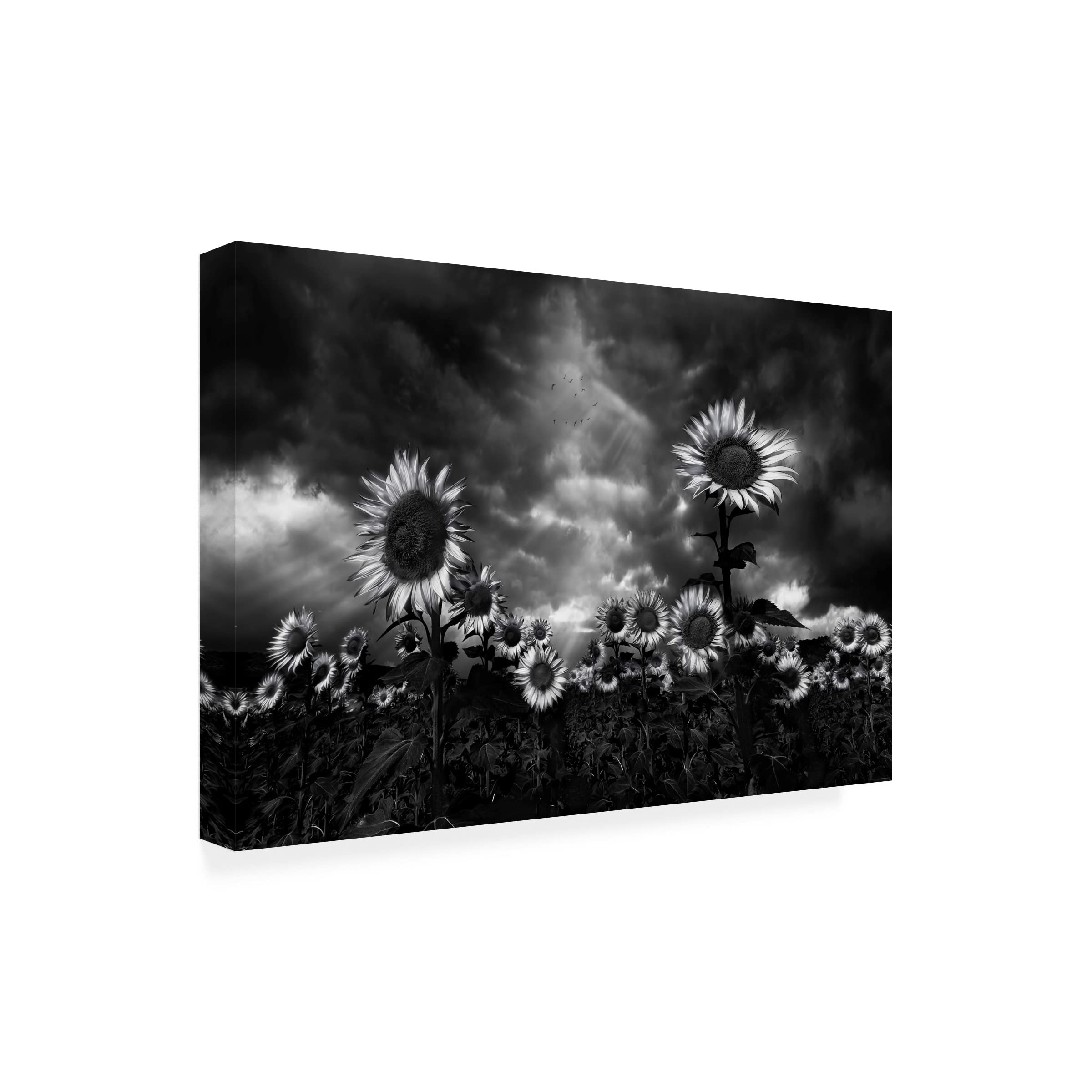 Trademark Fine Art 'Sunflowers' Canvas Wall Art by Fran Osuna - Vibrant Floral Painting for Living Room, Bedroom & Office Decor