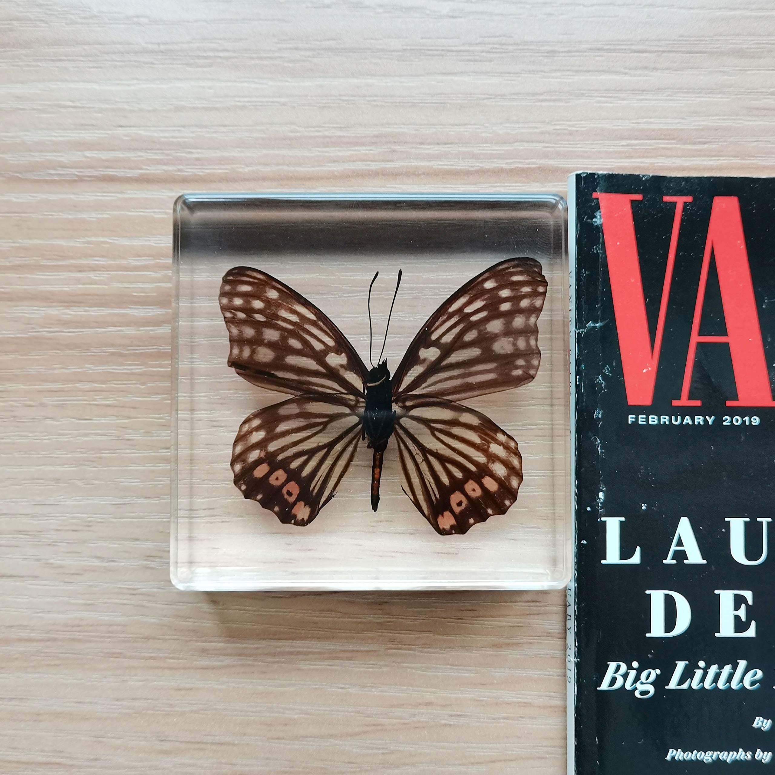Real Butterfly Specimens in Resin Paperweight - Butterfly-02 | Educational Science Display, Taxidermy Collection & Elegant Desk Decor for Home Office or Classroom
