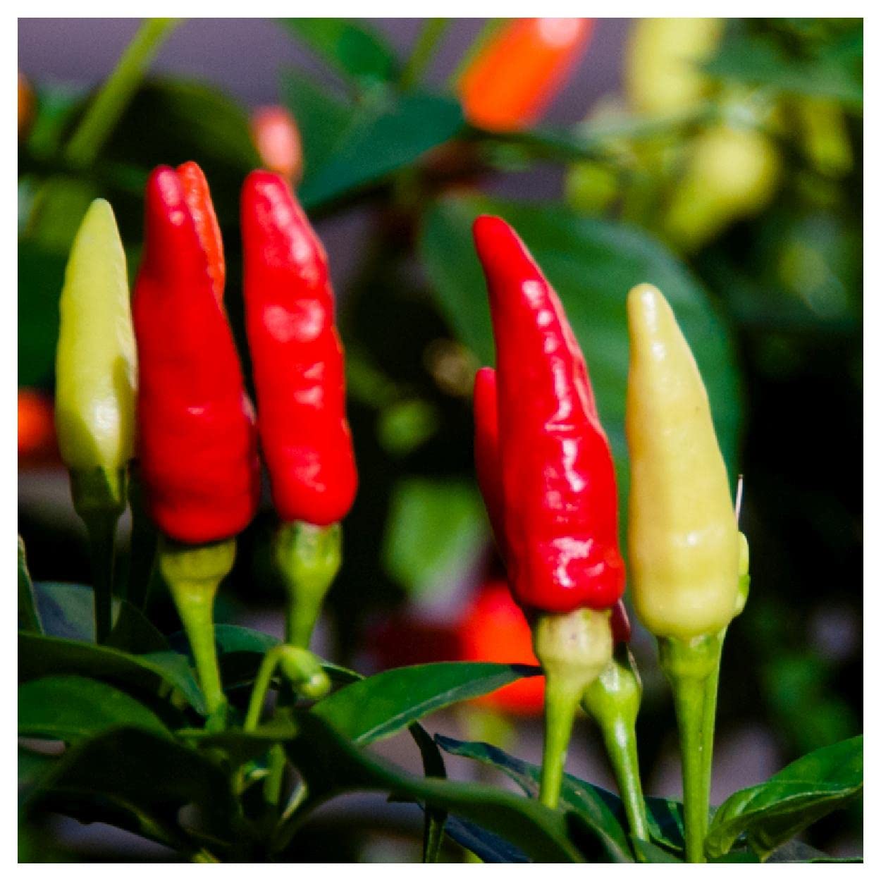 Everwilde Farms - 1 Oz Tabasco Hot Pepper Seeds - Gold Vault Pack - Heirloom Non-GMO Seeds for Home Gardening, Canning & Hot Sauce Making