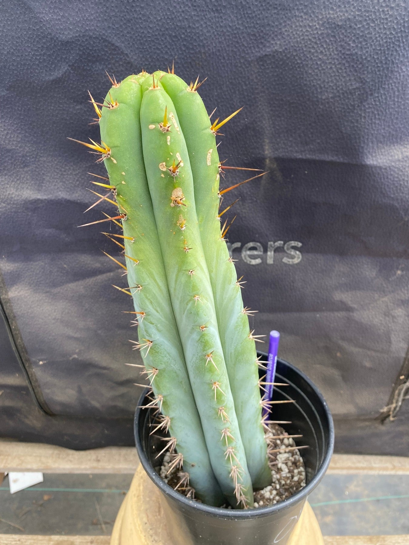 EC171 EXACT Trichocereus Peruvianus OMS Ornamental Cactus 14 Inch - Perfect for Home Decor, Office Plants & Desert Garden Landscaping