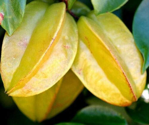 Exotic Star Fruit Seeds (Averrhoa Carambola) - Tropical Starfruit Tree Seeds for Planting - 3 Pack - Grow Your Own Edible Starfruit at Home - Perfect for Gardens, Backyards & Indoor Planting