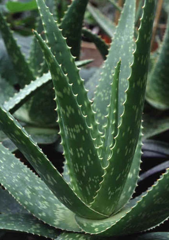 Organic Extra Large Aloe Vera Barbadensis Leaves (3 Pounds) - Perfect for Skincare, Hair Care, and DIY Beauty Treatments