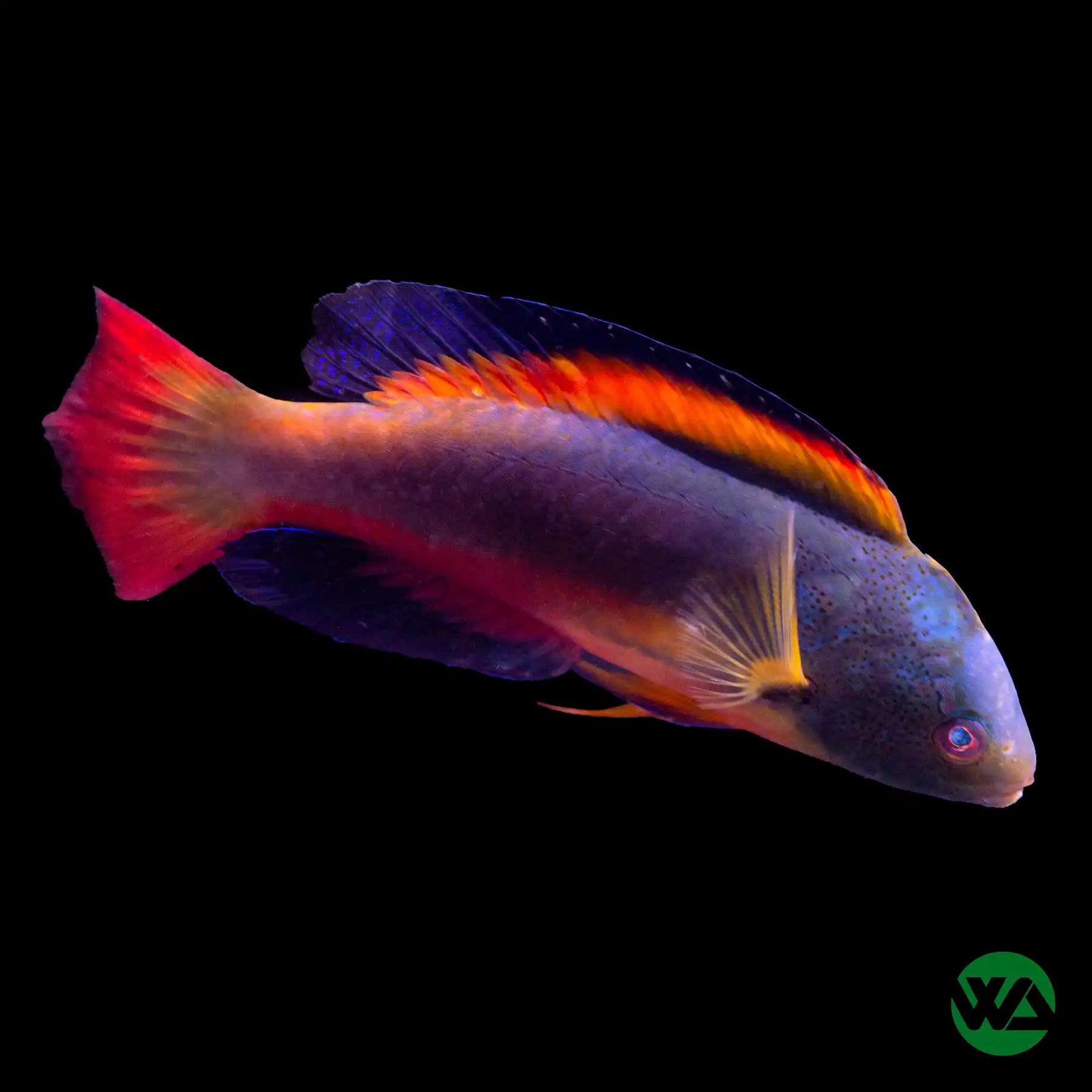 Scott's Fairy Wrasse (Cirrhilabrus scottorum) - Vibrant Saltwater Aquarium Fish for Reef Tanks & Marine Aquascaping