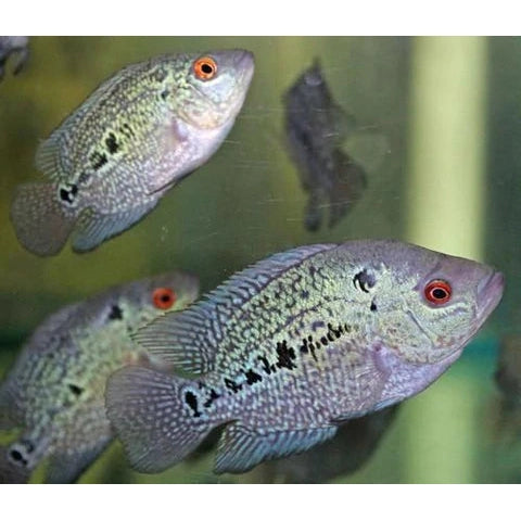Premium Flowerhorn Fish Baby for Aquariums – Vibrant & Healthy Tropical Fish for Home & Office Aquascaping