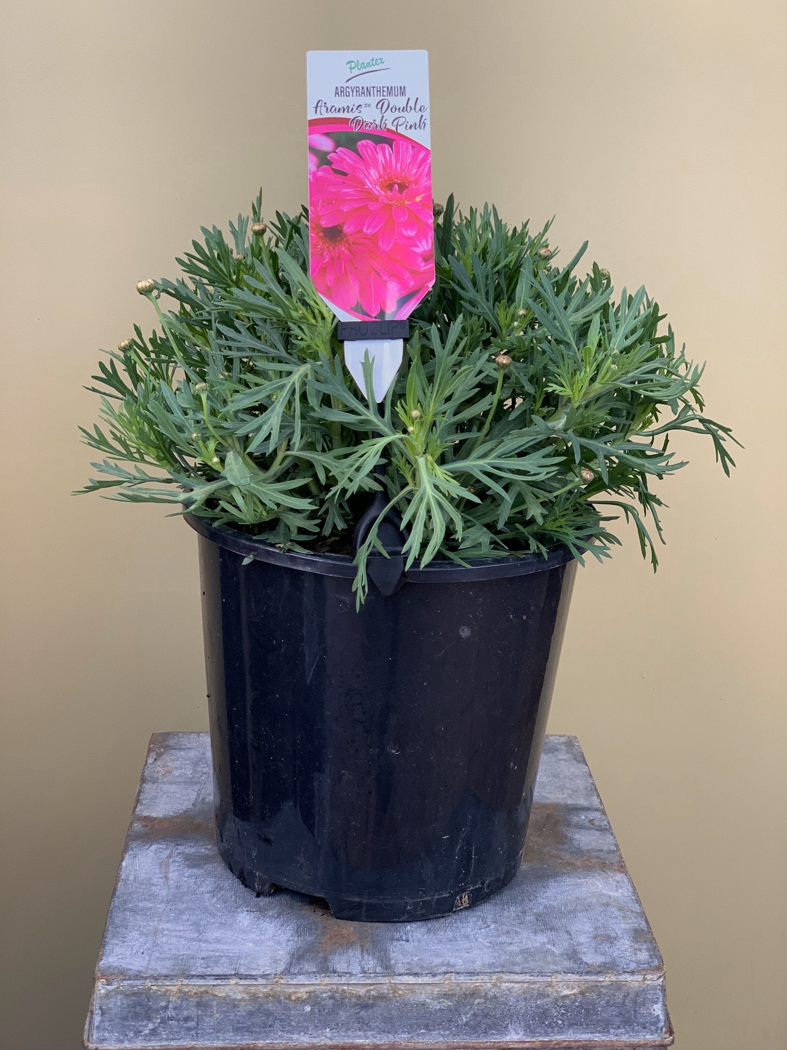 Argyranthemum 'Aramis Double Dark Pink' - Beautiful Double Blooming Daisy for Gardens & Patios | Perfect for Borders, Containers & Cut Flowers
