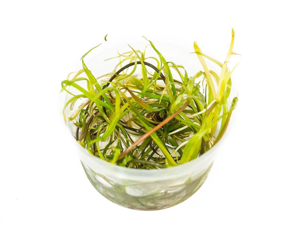 TCulture Helanthium Vesuvius (TC Cup) - Live Aquatic Plant for Aquarium & Fish Tank Decoration | Perfect for Freshwater Planted Tanks, Aquascaping & Shrimp Habitats