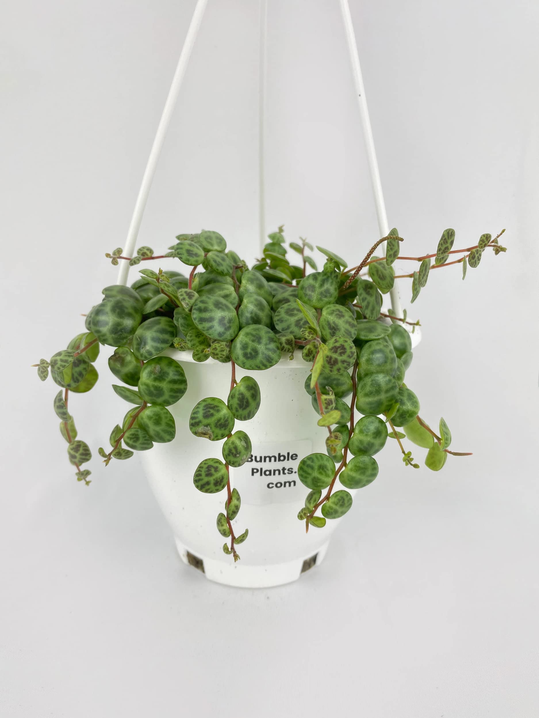 Bumble Plants String of Turtles Succulent - Live Potted Peperomia Prostrata Houseplant for Home & Office Decor | Indoor Hanging Plant for Shelves, Desks & Windowsills