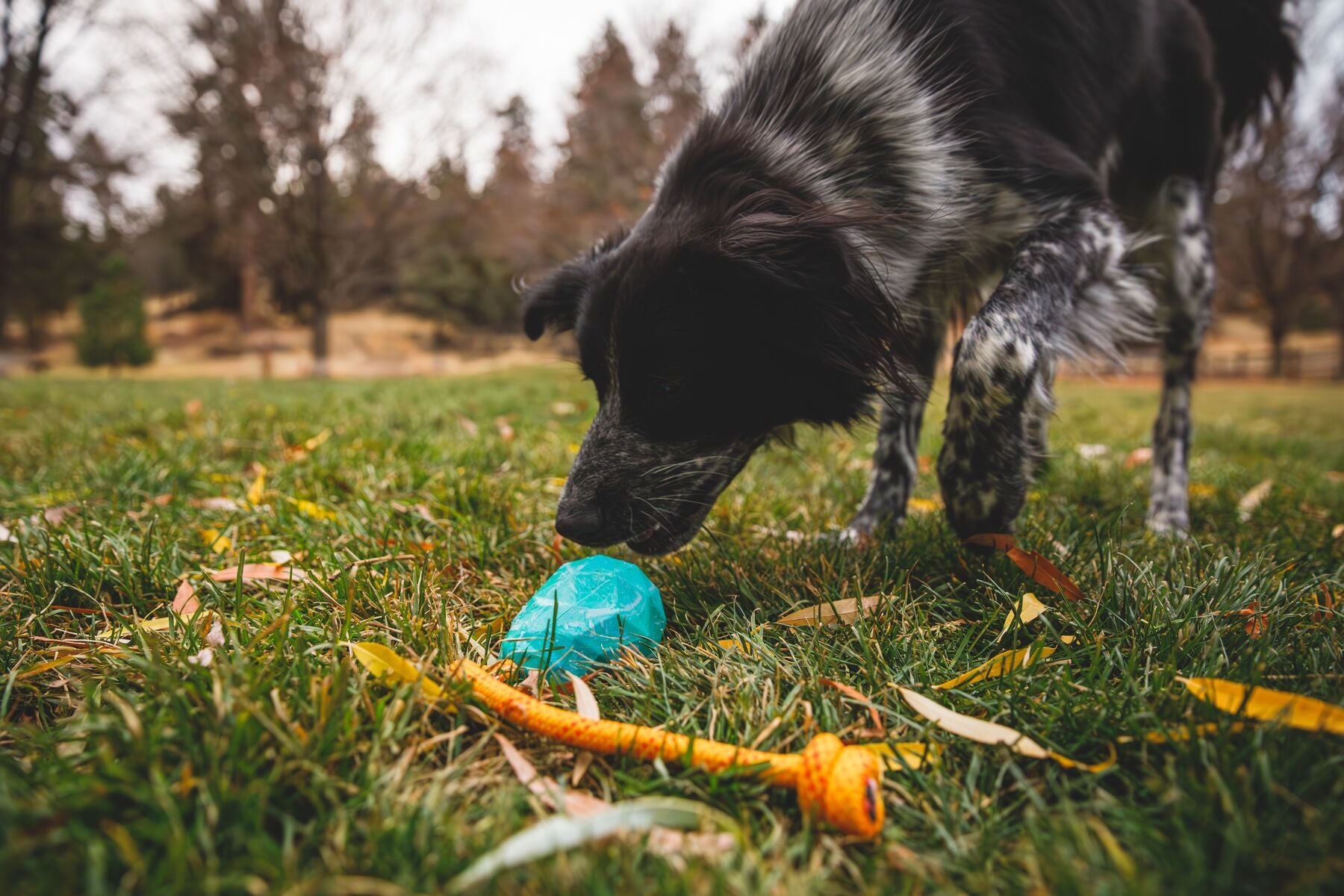 Ruffwear® Huck a Cone® Naranja Salamandra (Salamander Orange) - Durable Fetch, Toss & Bounce Dog Toy for Outdoor Play, Training and Water Fun | Interactive Play for Dogs at Parks, Beaches & Backyards