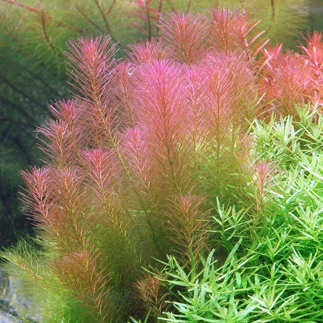 TCulture Rotala Wallichii Live Aquarium Plant (Potted) - Perfect for Freshwater Fish Tanks, Aquascaping & Aquatic Gardens