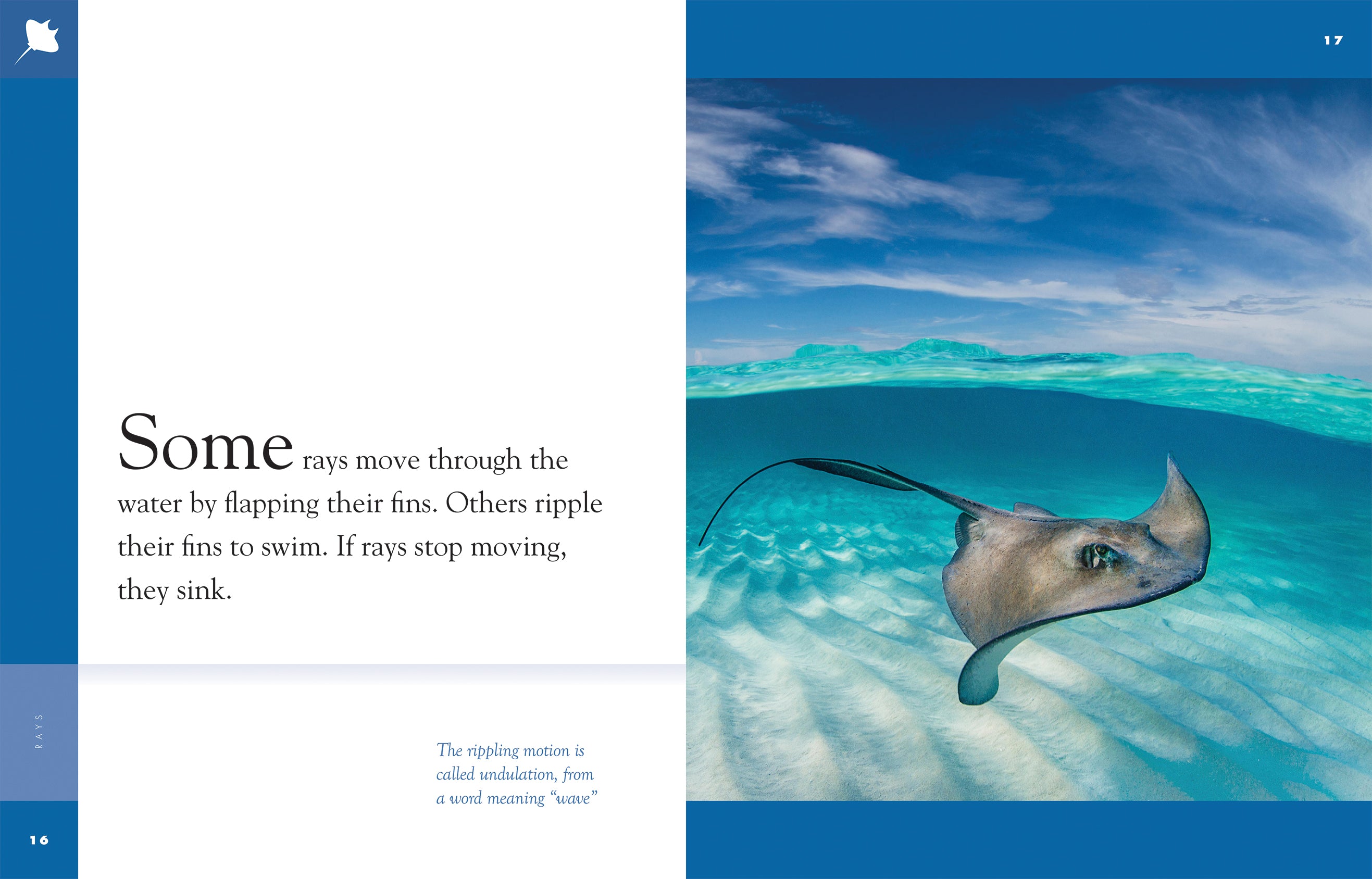 Amazing Animals (2014): Stingrays & Manta Rays - Educational Marine Life Documentary for Kids & Nature Lovers | Perfect for Classroom Learning & Home Entertainment