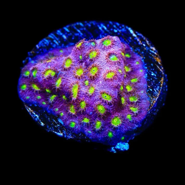 CB Bling Bling Cyphastrea Coral - Premium Saltwater Aquarium Coral for Reef Tanks | Perfect for Marine Aquascaping and Coral Propagation