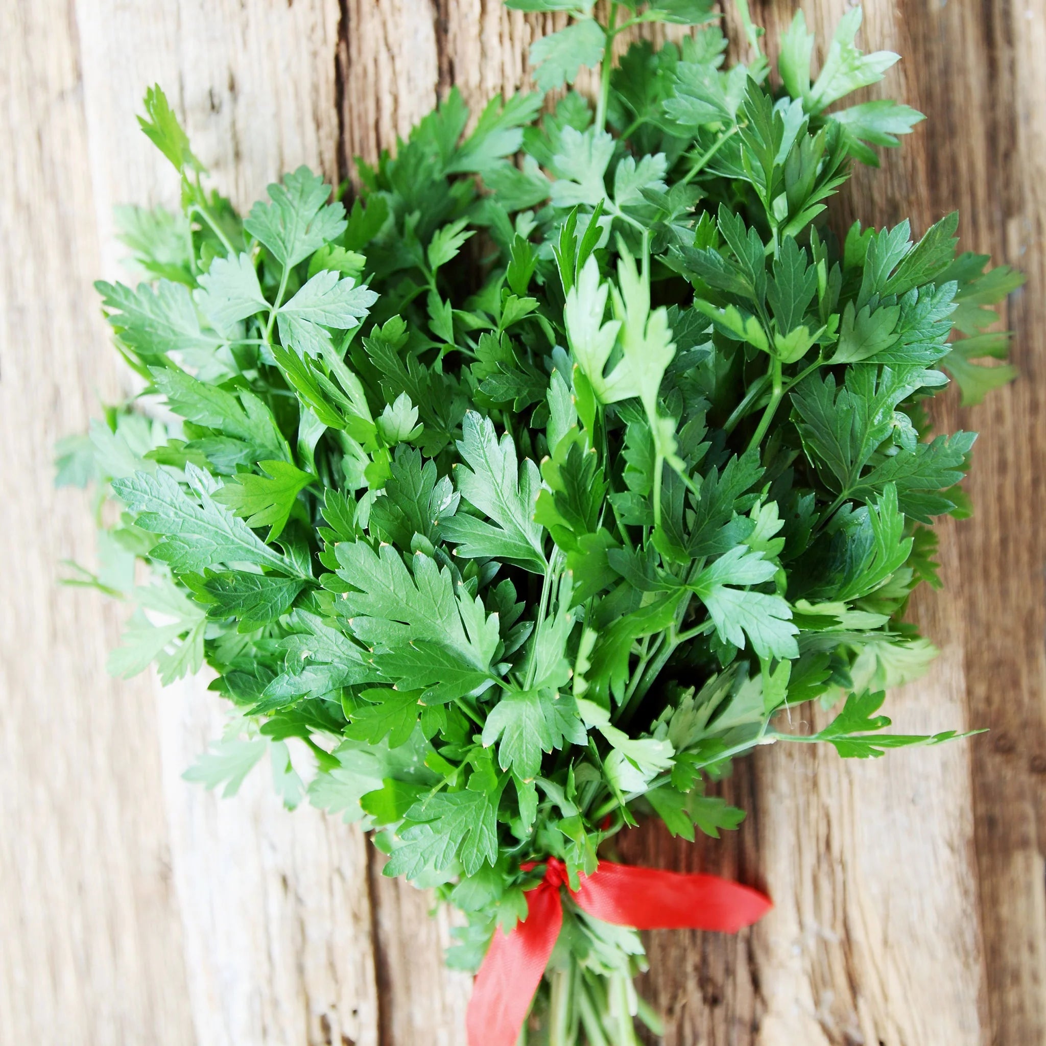 Buy Italian Parsley Seeds Online - Fresh & Organic Herb Seeds for Cooking & Gardening - $3.50 - Perfect for Italian Cuisine, Home Gardens & Culinary Herbs