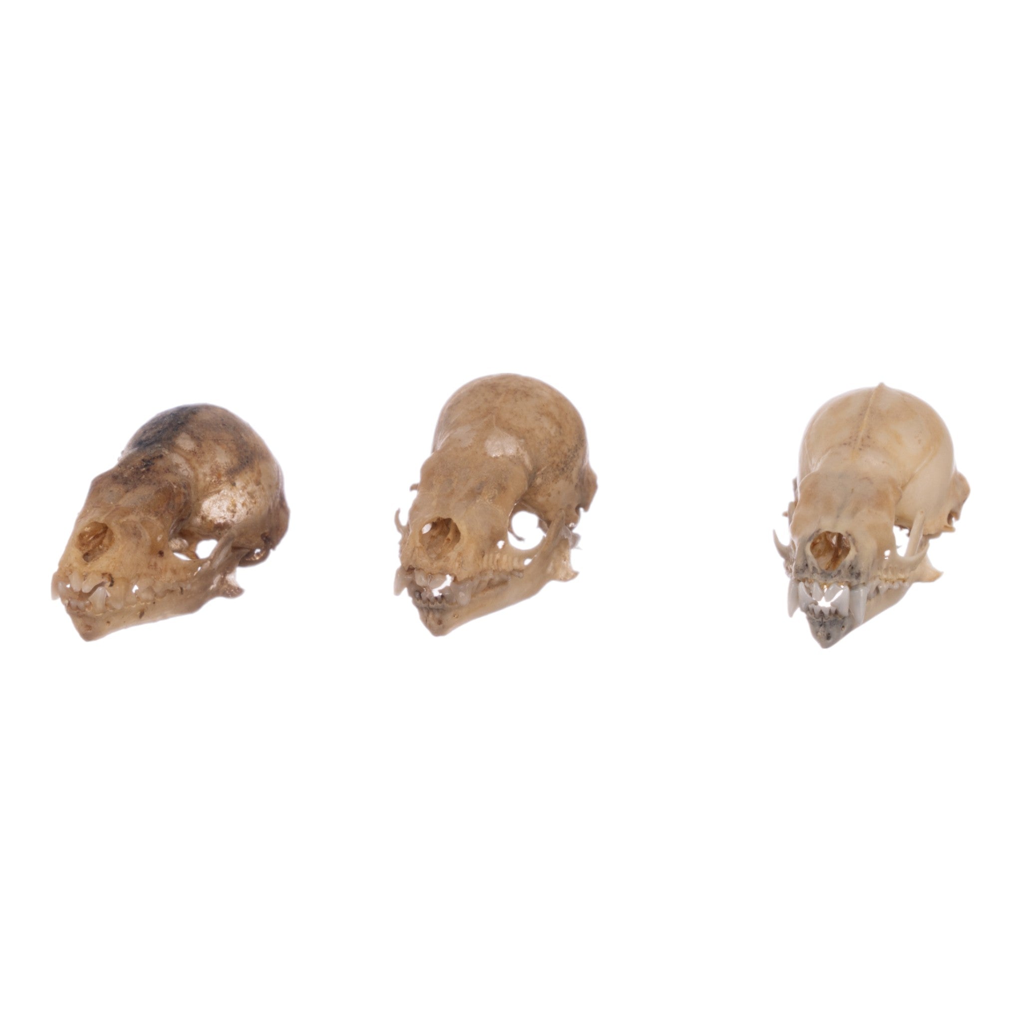 Authentic Seba's Short-Tailed Bat Skull Specimen - Real Bone Taxidermy for Science & Collectors | Perfect for Halloween Decor, Gothic Display & Biology Education