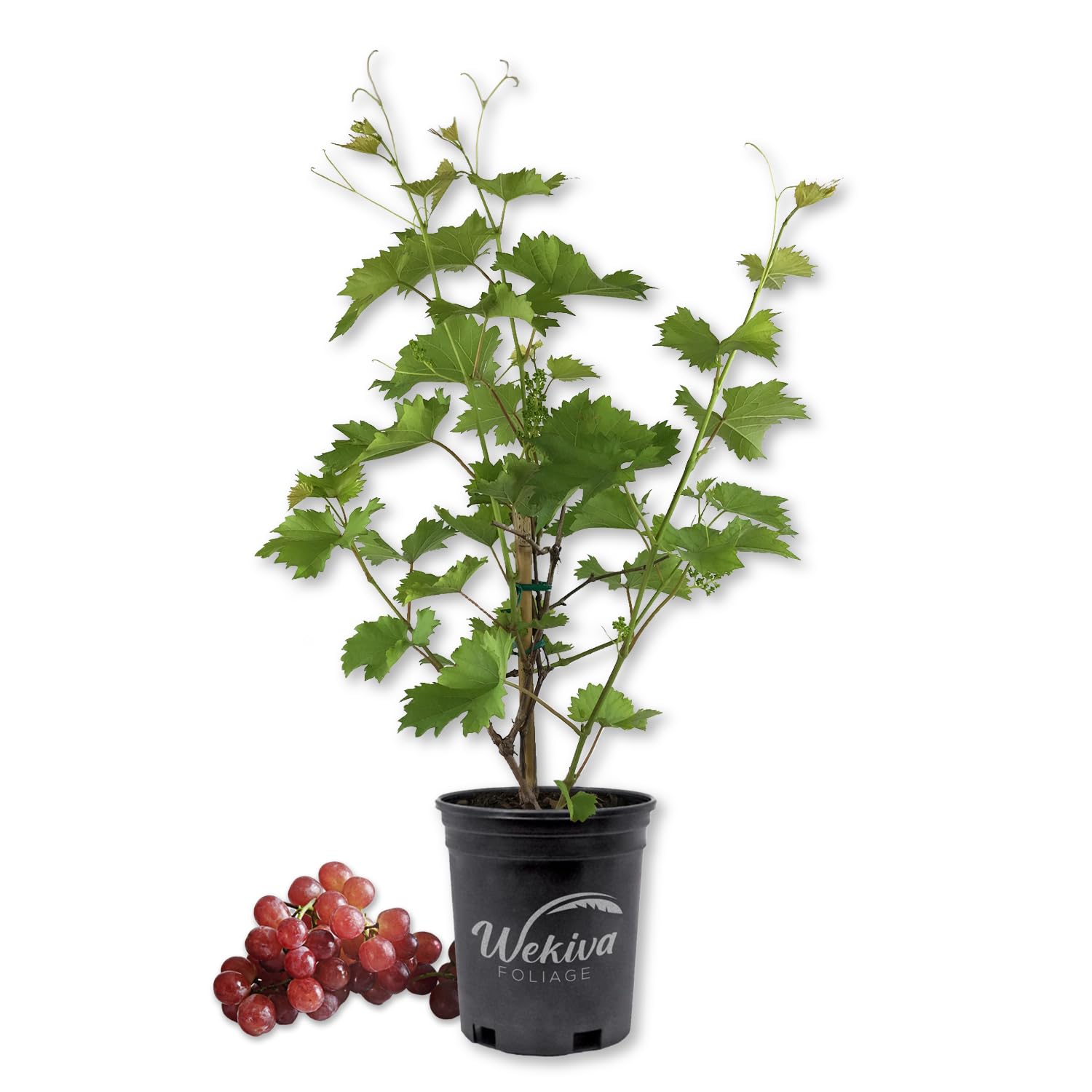 Grape Vine Plant - 5 Live Plants in 6 Inch Growers Pots - Variety Selected for Health & Beauty - Edible Fruit Bearing Tree for Patio, Garden & Outdoor Decor - Perfect for Home Gardening, Landscaping and Fresh Fruit Harvesting