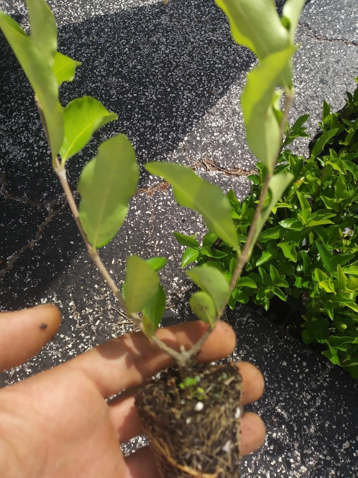 Organic Acerola Cherry Tree Live Plant - Barbados Cherry, Pesticide-Free, Fast-Growing Fruit Tree for Home Garden & Landscaping