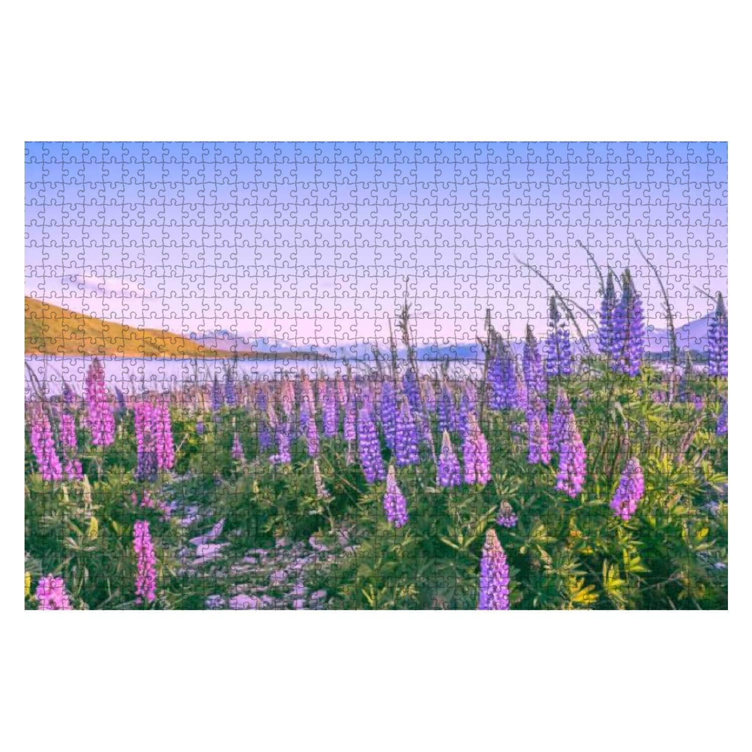 1000 Piece Jigsaw Puzzle for Adults & Kids - Lupine Flowers Blooming Lake Tekapo, Large Interlocking Pieces, Educational & Fun Brain Game | Perfect for Family Bonding, Stress Relief & Home Decor