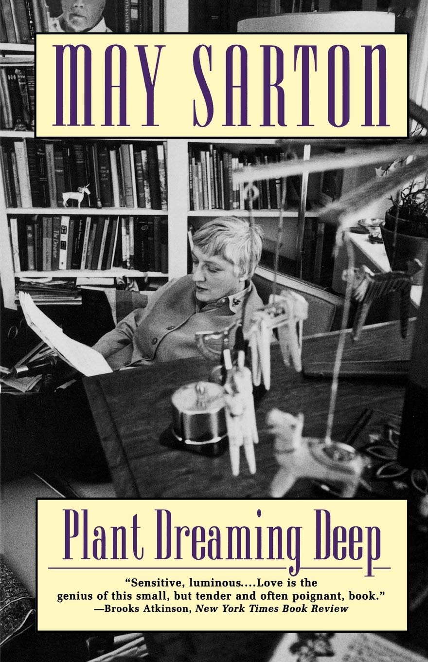 Plant Dreaming Deep - Premium Indoor Plants for Home & Office Decor | Perfect for Living Rooms, Bedrooms & Workspaces