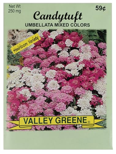 Candytuft