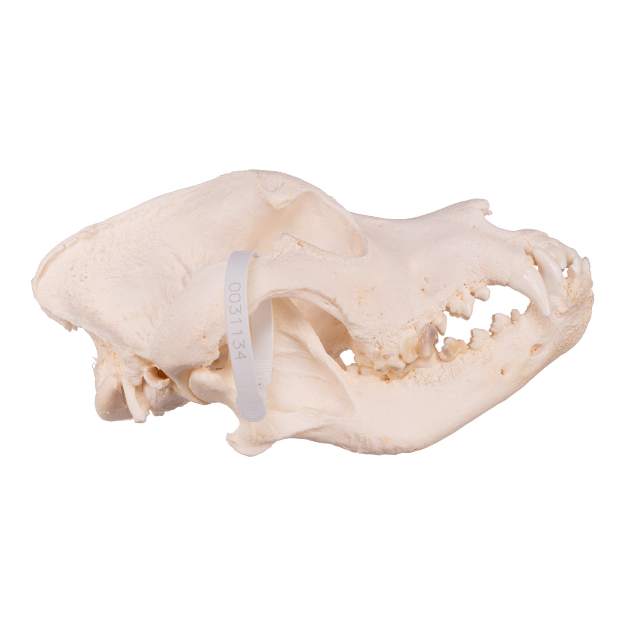 Authentic Domestic Dog Skull Replica - Mastiff Breed - Perfect for Veterinary Studies, Halloween Decor & Taxidermy Collections