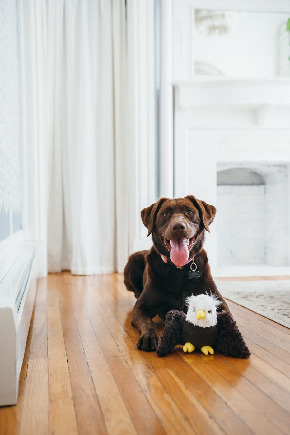 Edgar the Eagle Plush Dog Toy - Fetching Flock™ Chew-Resistant Squeaky Stuffed Animal for Medium & Large Dogs | Perfect for Fetch, Tug-of-War & Cuddling | Pet P.L.A.Y.