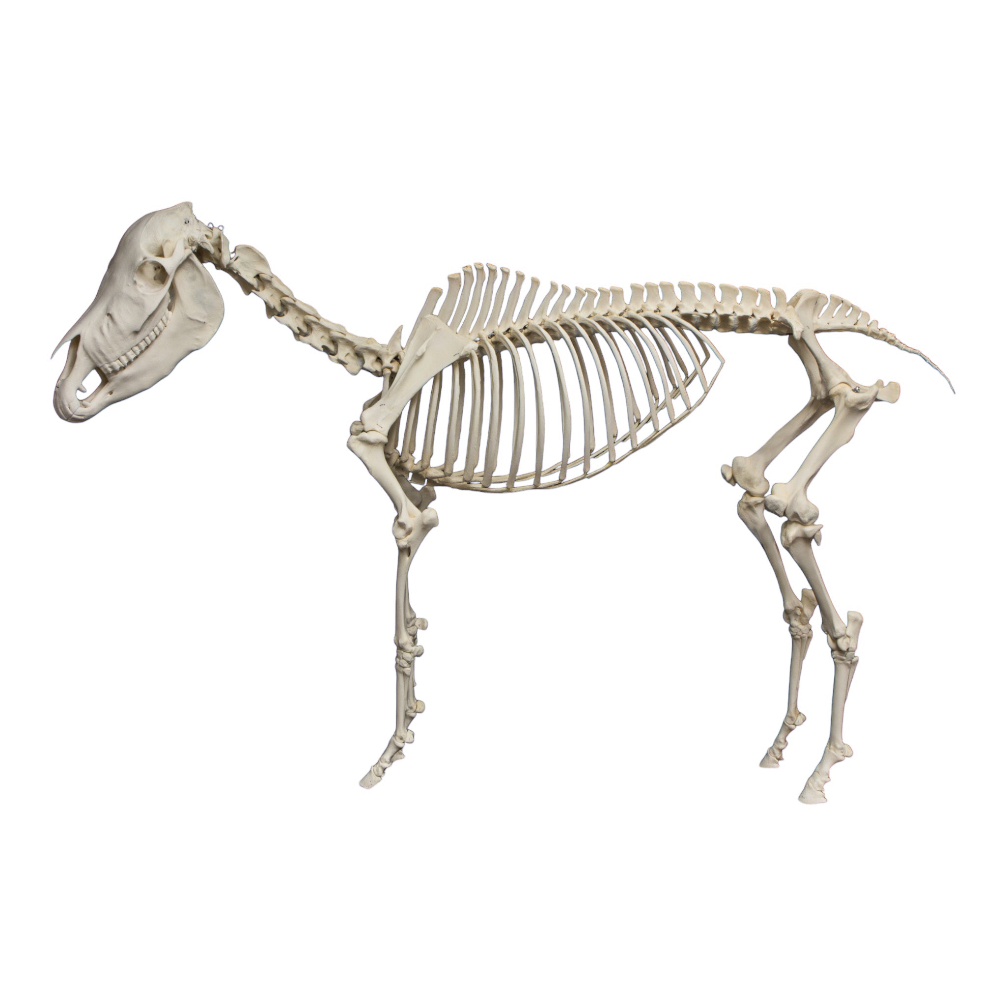 Realistic Articulated Horse Skeleton Model - Anatomically Accurate Educational Display for Veterinary Students, Science Classrooms & Halloween Decor
