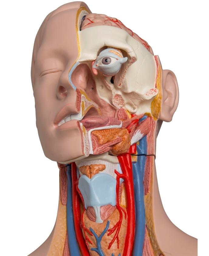 Unisex Anatomical Torso Model with Removable Ribs & Open Back - 21-Part Human Body Anatomy Kit for Medical Students & Science Education