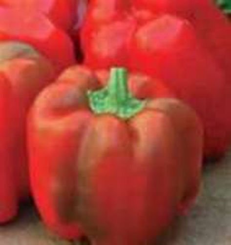 Quadrato D'Asti Rosso Pepper Seeds - Sweet Red Flesh Heirloom Vegetable Seeds (10-Pack) for Home Gardening, Cooking & Canning