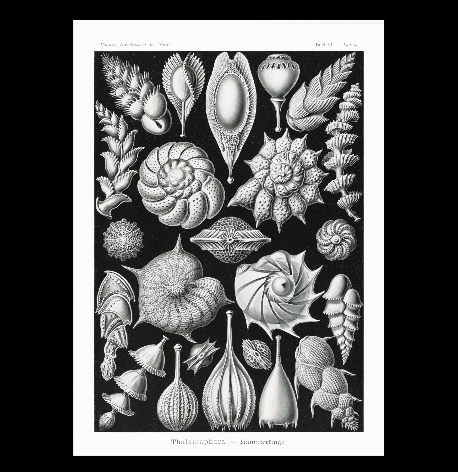 Ernst Haeckel Thalamophora Kammerlinge Art Print - Premium Canvas Wall Decor for Living Room, Bedroom & Office