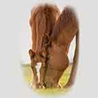 Animal Horse Theme